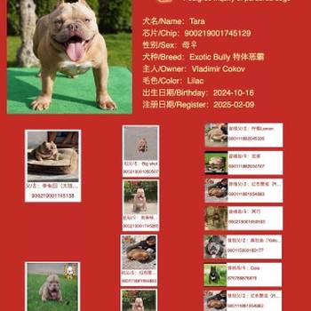 American bully Exotic