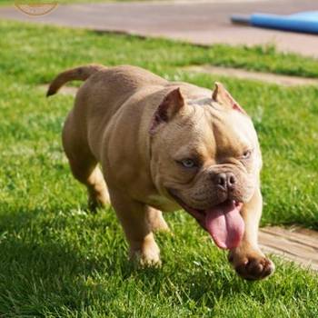 American bully Exotic