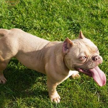 American bully Exotic