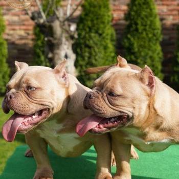 American bully Exotic