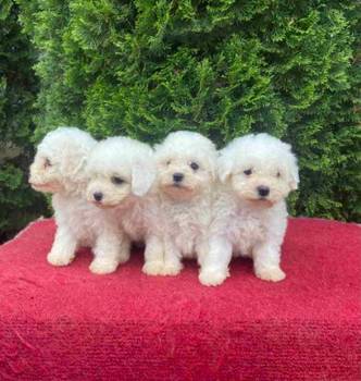 Na prodaju Bichon stenci