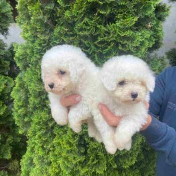 Na prodaju Bichon stenci