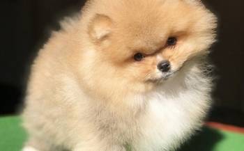 Pomeranac / Pomeranian / Boo štenci