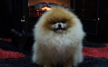 Pomeranac / Pomeranian / Boo štenci