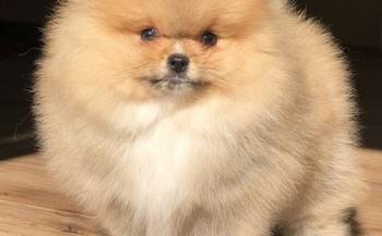 Pomeranac / Pomeranian / Boo štenci