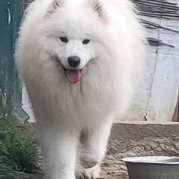 Samojed štenci i odrasli psi