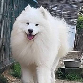 Samojed štenci i odrasli psi