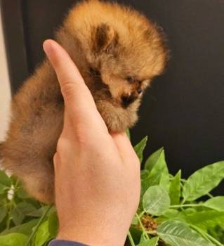 Prelepi pomeranci vrhunske genetike