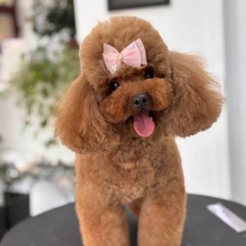 TOY crvene pudle Odgajivacnica Hopy queen poodle