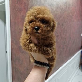TOY crvene pudle Odgajivacnica Hopy queen poodle