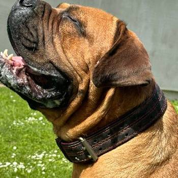 Južnoafrički mastif - Boerboel štenci