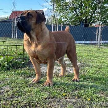 Južnoafrički mastif - Boerboel štenci