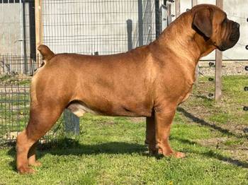 Južnoafrički mastif - Boerboel štenci