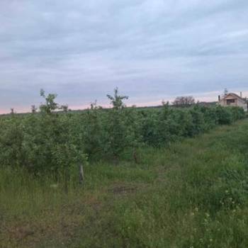 Na prodaju dva vocnjaka povrsine od po 2ha