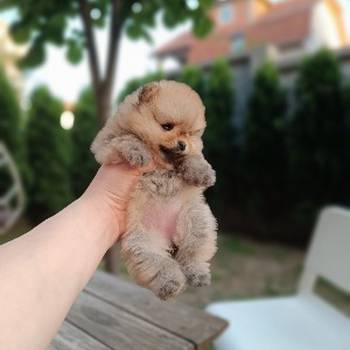 Pomeranac Top zenka