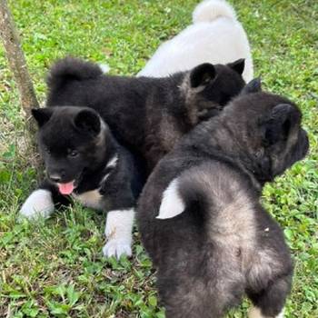 Američka Akita