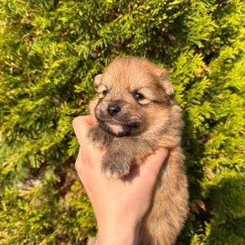 Prelepi štenci pomeranca
