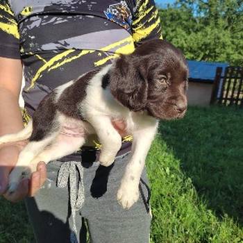Little Minsterlander puppies