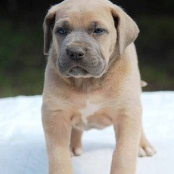 Cane Corso štenci