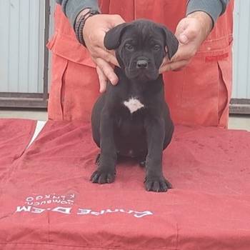 Cane Corso