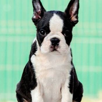 Boston terrier