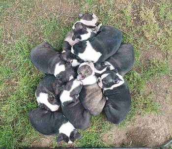 Boston terrier