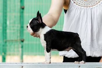 Boston terrier
