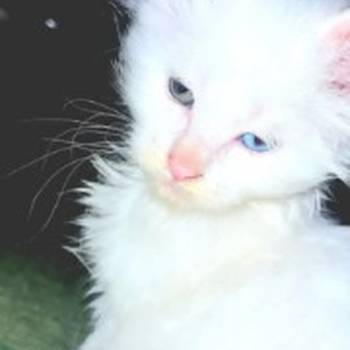 Maine Coon mačići