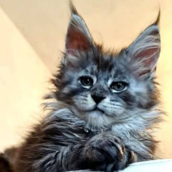 Maine Coon mačići