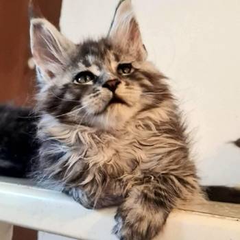 Maine Coon mačići