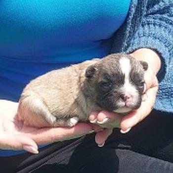 Francuski buldog štenci dugodlaki,"fluffy"