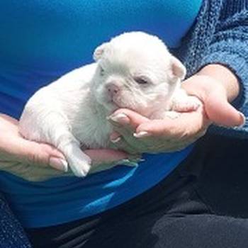 Francuski buldog štenci dugodlaki,"fluffy"