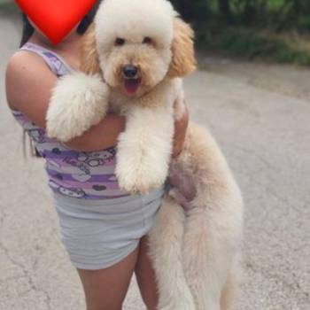 U ponudi srednja apricot pudla, star 6,5 mes