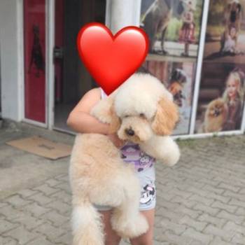 U ponudi srednja apricot pudla, star 6,5 mes