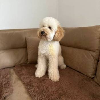 U ponudi srednja apricot pudla, star 6,5 mes