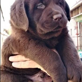 Čokoladni štenci labrador retrivera