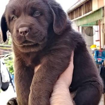 Čokoladni štenci labrador retrivera