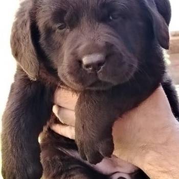 Čokoladni štenci labrador retrivera