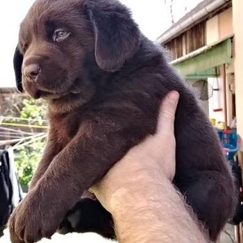 Čokoladni štenci labrador retrivera