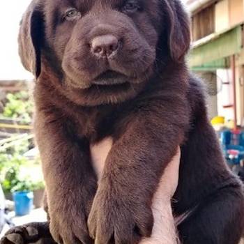 Čokoladni štenci labrador retrivera