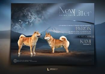 Šampionsko leglo Shiba inu