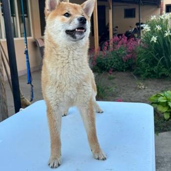 Šampionsko leglo Shiba inu