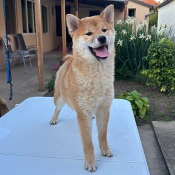 Šampionsko leglo Shiba inu