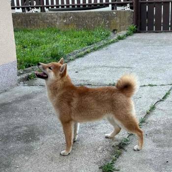 Šampionsko leglo Shiba inu