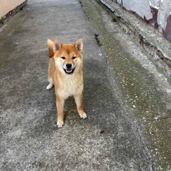 Šampionsko leglo Shiba inu