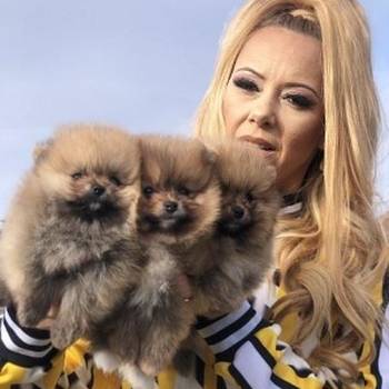 Pomeranac / Pomeranian / Boo štenci
