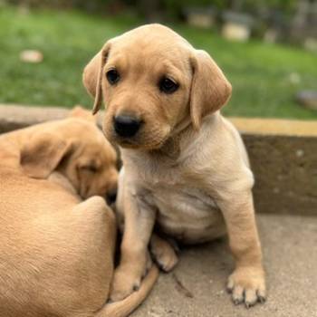 Na prodaju štenci labrador retrivera–vakcinisani i spremni za novi dom!