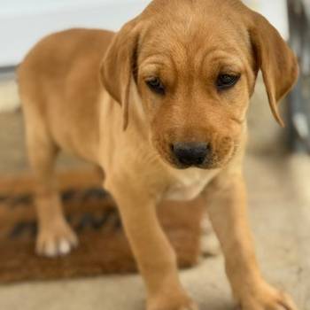 Na prodaju štenci labrador retrivera–vakcinisani i spremni za novi dom!