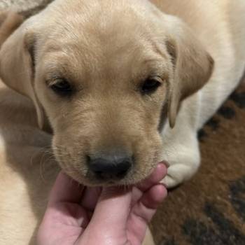 Na prodaju štenci labrador retrivera–vakcinisani i spremni za novi dom!