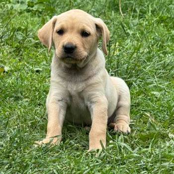 Na prodaju štenci labrador retrivera–vakcinisani i spremni za novi dom!